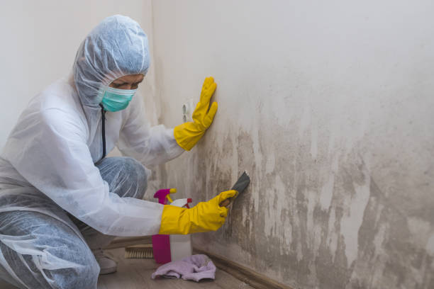 Best Mold Damage Restoration  in Stanley, ND