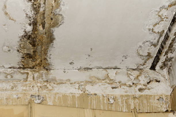 Mold Removal for HVAC Installations in Stanley, ND