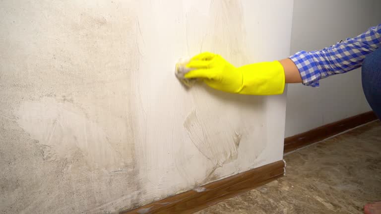 Best Emergency Mold Remediation  in Stanley, ND