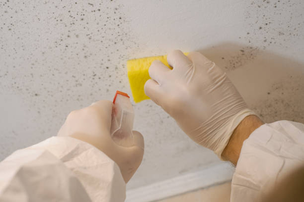 Best Basement Mold Removal  in Stanley, ND