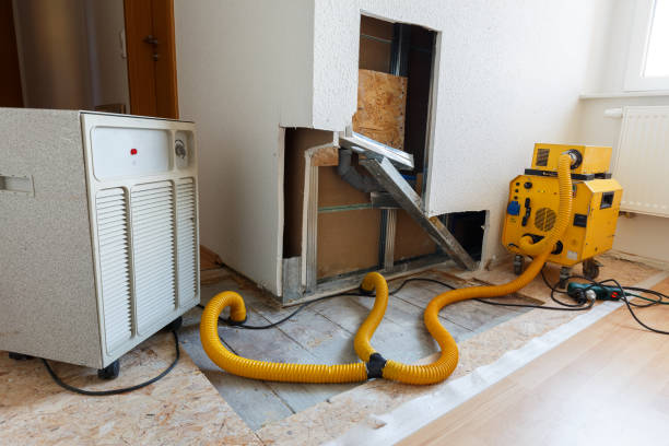 Best Black Mold Removal  in Stanley, ND