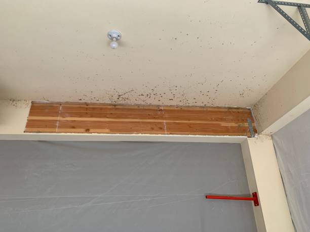 Best Post-Construction Mold Inspection  in Stanley, ND